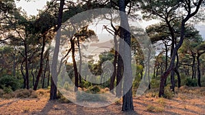 Forest view from Prince Island