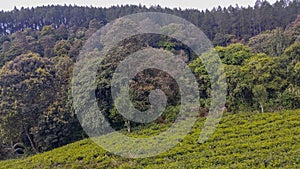 forest view taken from a tea plantation in Lembang photo