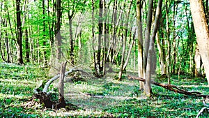 Forest view an open forest area