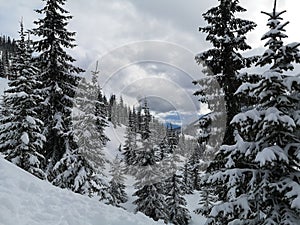 Forest view window of the world