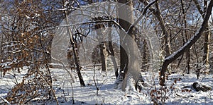 Forest view in winter photo