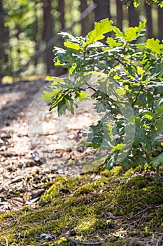 Forest view. A young oak tree grows near a moss in a coniferous forest in the sun. Vertical orientation. High quality