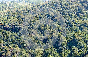 Forest from viewpoint in Phu Hin Rong Kla National Park