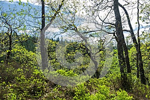 Forest views on the A85, the Tyndrum to Oban road