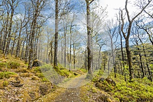 Forest views on the A85, the Tyndrum to Oban road