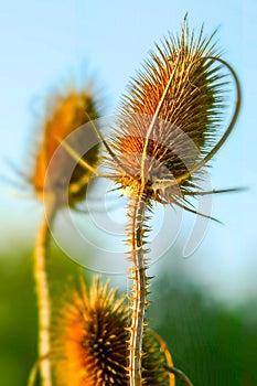 Forest villi, heads with seeds, dry plant against the blue sky, mode lighting.