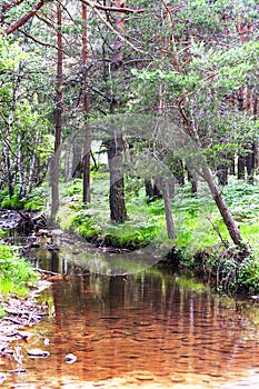 Forest of Vinuesa photo