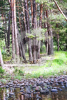 Forest of Vinuesa