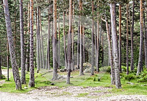 Forest of Vinuesa