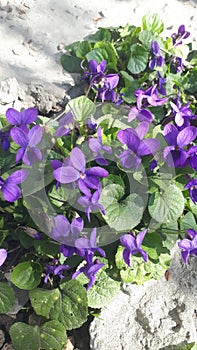 Forest violet or Viola from Latin Viola is a modest, delicate and beautiful flower of northern latitudes.
