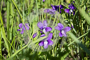 Forest violets bloom in the field