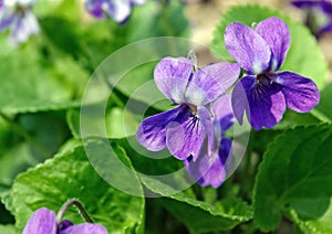 Forest violets close up
