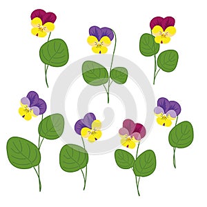 Forest Violets On White Background