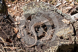 Forest viviparous lizard of green and brown color.