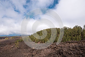 Forest in volcanic landscape of Teide national park, Tenerife