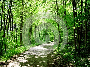 Bosque caminando 