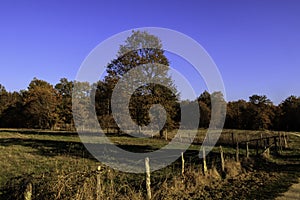 Forest walk in autumn with setting sun