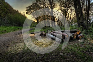 The forest walk at Margam