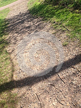 Forest walk shadow tress