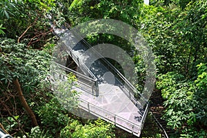 Forest Walk of Telok Blangah Hill Park rainforest