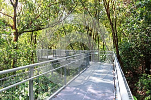 Forest Walk of Telok Blangah Hill Park rainforest