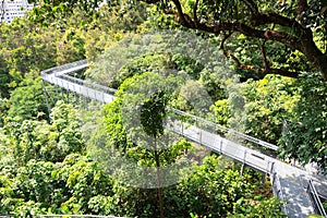 Forest Walk of Telok Blangah Hill Park rainforest