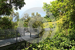 Forest Walk of Telok Blangah Hill Park rainforest