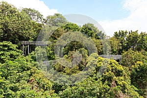 Forest Walk of Telok Blangah Hill Park rainforest