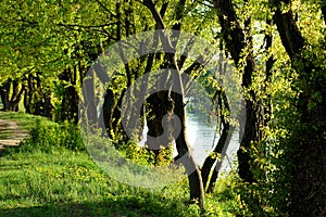 Forest walking path