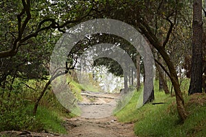 Forest walking path