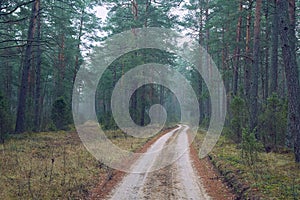 Forest walking path in misty weather