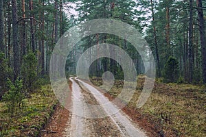 Forest walking path in misty weather