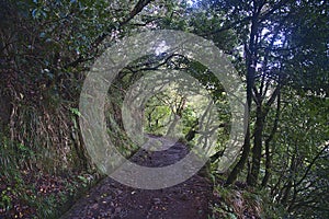 Forest walking paths in Madeira