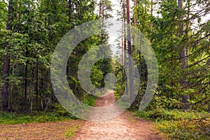 Forest walking road in Viru raba in the Lahemaa National Park in Estonia.