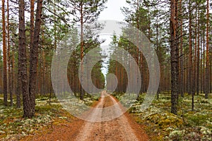 Forest walking road in Viru raba in the Lahemaa National Park in Estonia.