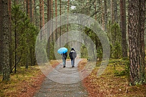 Forest walking route