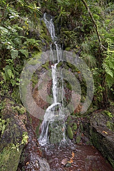 Forest water cascade