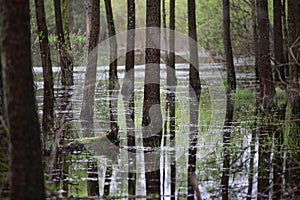 Forest in the water and its reflection