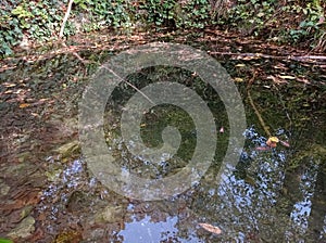 Forest water source. Reflections of trees, grasses, autumn leaves, and the sky.