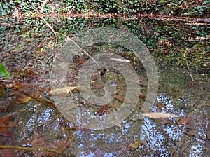 Forest water source. Reflections of trees, grasses, autumn leaves, and the sky.