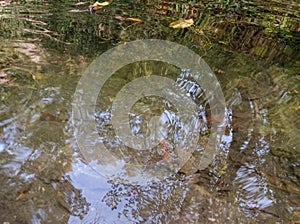 Forest water source. Reflections of trees, grasses, autumn leaves, and the sky.