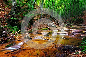 Forest with water stream and rapids