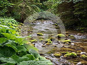 Mountain stream flow in the slovak forest