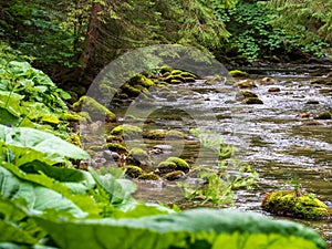 Mountain stream flow in the slovak forest