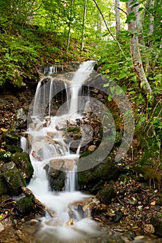 Foresta cascata a cascata 