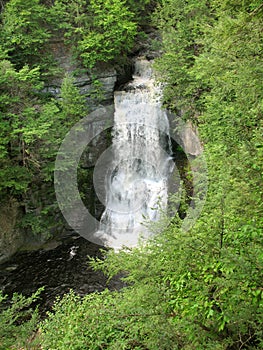 Forest and Waterfalls