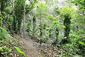 Forest Way in the dense jungle.
