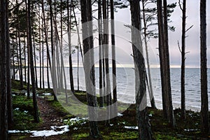 Forest way near the Baltic sea in spring