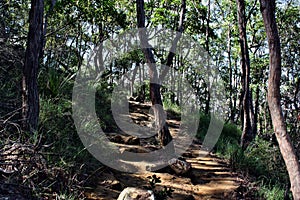 Forest Way at Ngungun Glass House Mountains National Park