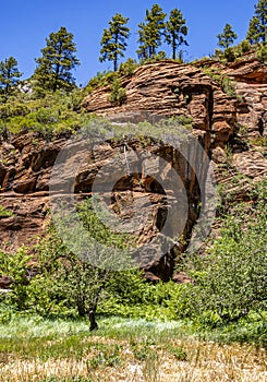 In the forest at West Fork Trail which is in Sedona, Arizona